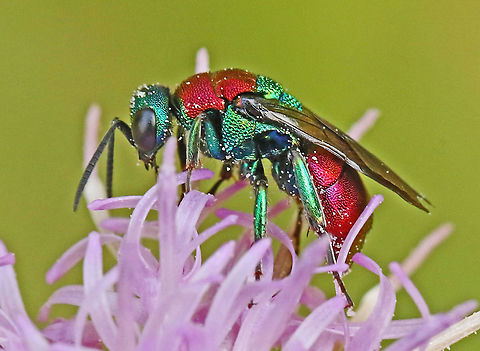 the jewel wasp Took a shot of this wasp today in Leersum the Netherlands 15-7-2020 Geotagged,Hedychrum nobile,Netherlands,Summer