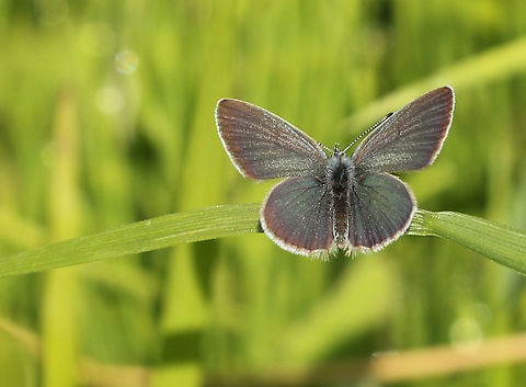 small blue A very rare butterfly, found in the south of the Limburg province in the Netherlands Cupido minimus,Geotagged,Netherlands,Small blue,Spring