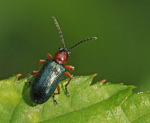 cereal leaf beetle With the seize of only 5 mm you will pass this little one without taking a shot at. Cereal leaf beetle,Geotagged,Netherlands,Oulema melanopus,Summer