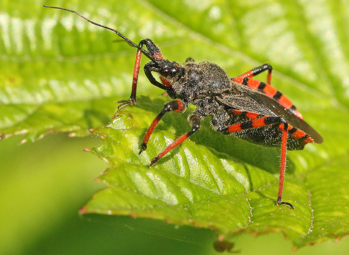 assassin bug. Found this bug in Leersum the Netherlands Geotagged,Netherlands,Rhynocoris annulatus,Summer