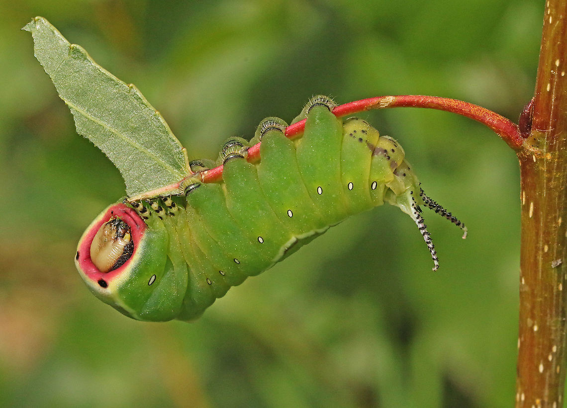 Puss moth. Found three of these caterpillars on poplar in Nieuwegein the Netherlands. Cerura vinula,Geotagged,Moth Week 2020,Netherlands,Puss moth,Summer