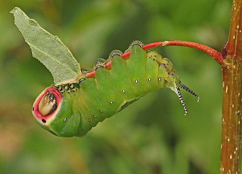 Puss moth. Found three of these caterpillars on poplar in Nieuwegein the Netherlands. Cerura vinula,Geotagged,Moth Week 2020,Netherlands,Puss moth,Summer