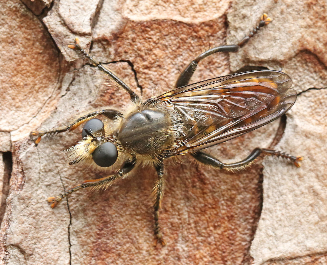 Choerades igneus Found this rare robber fly on a pine tree in Leersum the Netherlands Choerades igneus,Geotagged,Netherlands,Summer