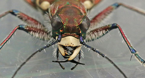 Close-up tiger beetle. Took a shot of this beetle at the Vikinghof in my hometown Wijk bij Duurstede the Netherlands. Cicindela hybrida,Geotagged,Netherlands,Northern dune tiger beetle,Summer