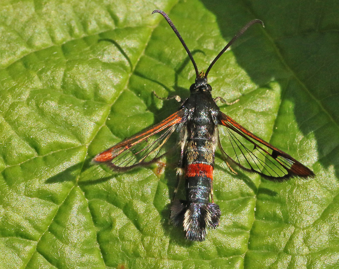 red-tipped clearwing Found this butterfly today at a former stone factory in my hometown. Geotagged,Moth Week 2020,Netherlands,Red-tipped clearwing,Summer,Synanthedon formicaeformis