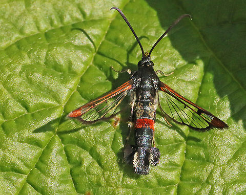 red-tipped clearwing Found this butterfly today at a former stone factory in my hometown. Geotagged,Moth Week 2020,Netherlands,Red-tipped clearwing,Summer,Synanthedon formicaeformis