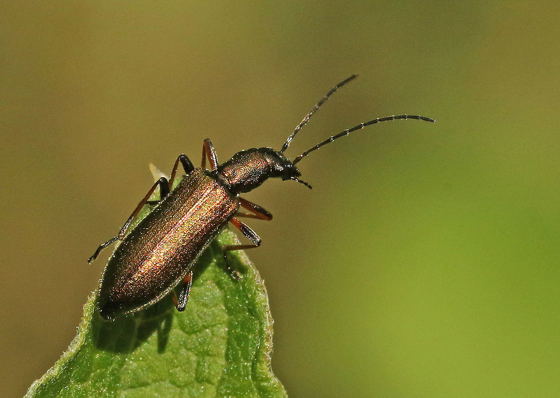 Chrysanthia_nigricornis Found this beauty in Leersum the Netherlands. only 6 mm. Chrysanthia geniculata,Geotagged,Netherlands,Summer