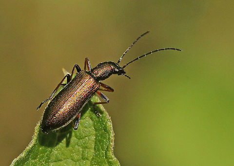 Chrysanthia_nigricornis Found this beauty in Leersum the Netherlands. only 6 mm. Chrysanthia geniculata,Geotagged,Netherlands,Summer