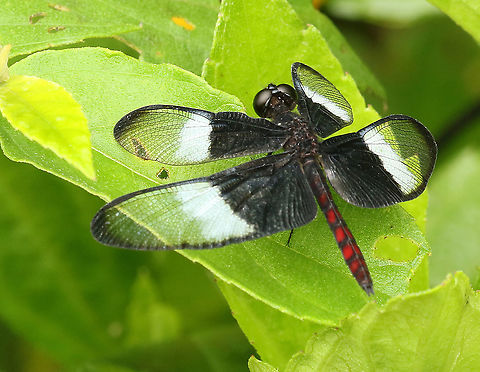 Diastatops dimidiata Took this photo in distr. Commewijne Suriname on 25-4-2019 Diastatops dimidiata,Geotagged,Spring,Suriname