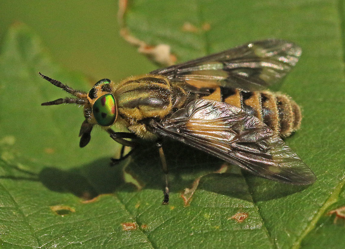 twin-lobed deerfly Took a photo of this fly (a real stinger) in my hometown Wijk bij Duurstede the Netherlands. Chrysops (Chrysops) relictus,Geotagged,Netherlands,Summer,Twin-lobed deerfly