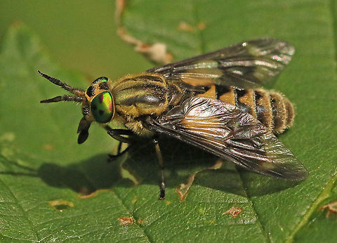 twin-lobed deerfly Took a photo of this fly (a real stinger) in my hometown Wijk bij Duurstede the Netherlands. Chrysops (Chrysops) relictus,Geotagged,Netherlands,Summer,Twin-lobed deerfly