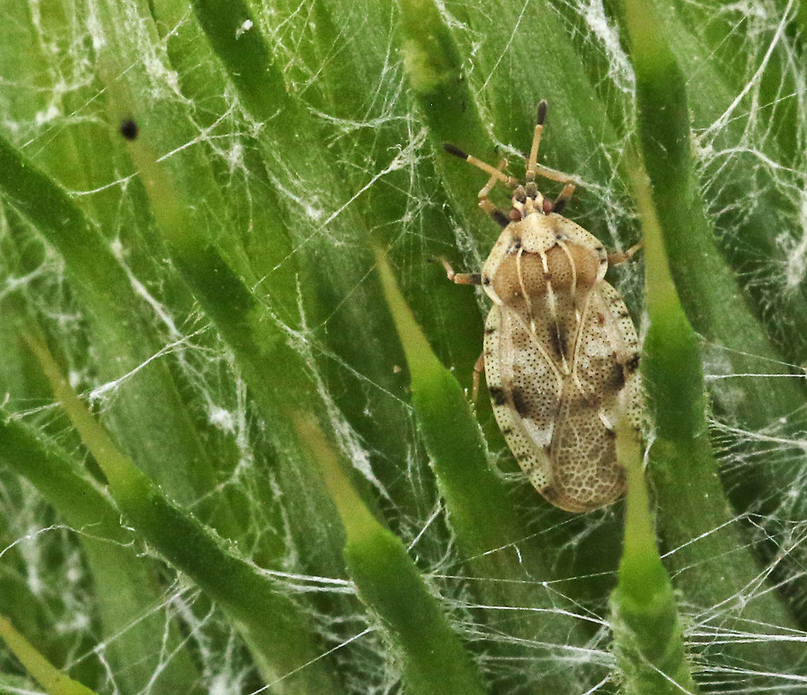 Lacewing bug The seize is only 3 mm, and found this &#039;monster&#039; on the St.Pietersberg near Maastricht the Netherlands Geotagged,Netherlands,Summer,Tingis cardui