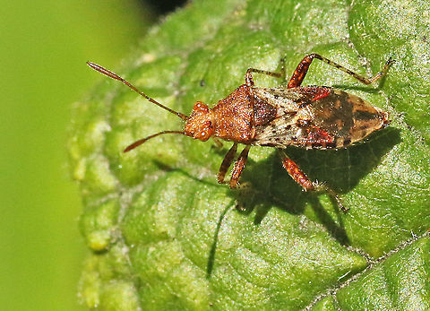 Rhopalus subrufus found this bug near my hometown Wijk bij Duurstede the Netherlands. Rhopalus subrufus