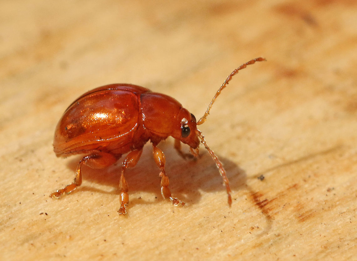 thistle earth flea Actual seize is 3 mm, found this little one in Leersum the Netherlands. Geotagged,Netherlands,Sphaeroderma testaceum,Summer