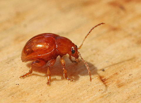 thistle earth flea Actual seize is 3 mm, found this little one in Leersum the Netherlands. Geotagged,Netherlands,Sphaeroderma testaceum,Summer