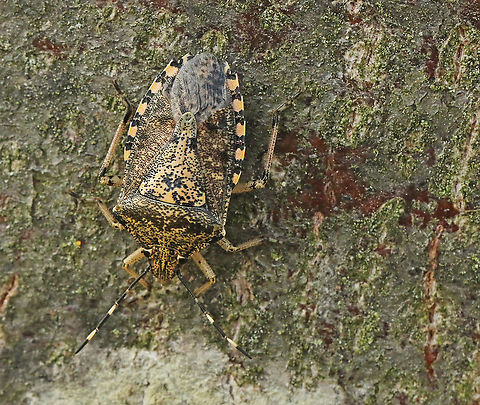 Mottled shieldbug Came across this bug near de waterlocks in Wijk bij Duurstede the Netherlands Geotagged,Mottled Shieldbug,Netherlands,Rhaphigaster nebulosa,Summer