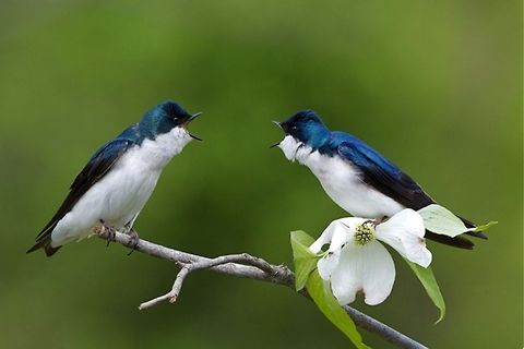 Two male Tree Swallows Tachycineta bicolor; 2 male Tree Swallows facing off on an Eastern Dogwood branch Tachycineta bicolor,Tree Swallow