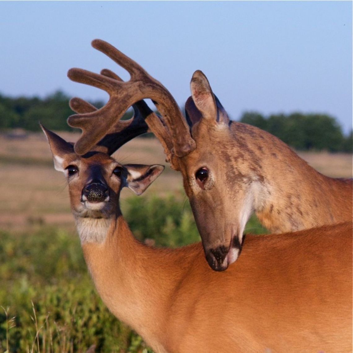 Buck and doe White-tailed Deer showing affection in summer time Odocoileus virginianus; buck and doe White-tailed Deer showing affection in summer time Odocoileus virginianus,White-tailed Deer