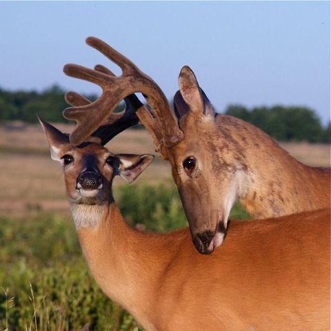 Buck and doe White-tailed Deer showing affection in summer time Odocoileus virginianus; buck and doe White-tailed Deer showing affection in summer time Odocoileus virginianus,White-tailed Deer