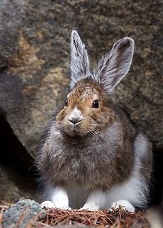 Snowshoe hare Lepus americanus; Snowshoe Hare in May, when most - but not all - of it's coat has changed back to summer's brown Lepus americanus,Snowshoe hare