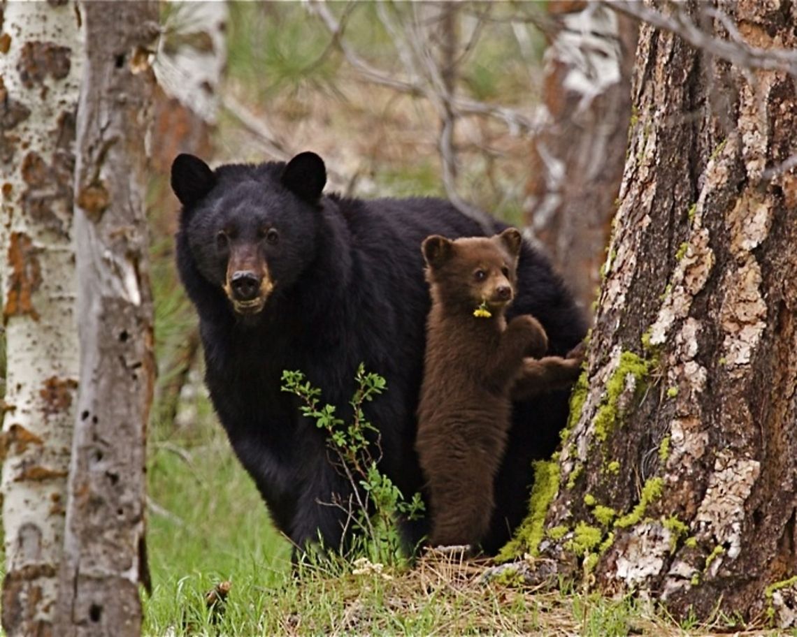 American Black Bear sow and a cinnamon-phase cub Ursus americanus; American Black Bear sow and a cinnamon-phase cub, with a dandelion in it&#039;s mouth American black bear,Ursus americanus