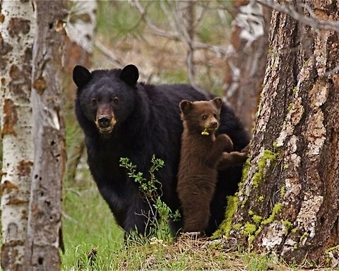 American Black Bear sow and a cinnamon-phase cub Ursus americanus; American Black Bear sow and a cinnamon-phase cub, with a dandelion in it's mouth American black bear,Ursus americanus