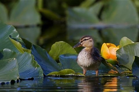 Mallard duckling standing on water lily pads Anas platyrhynchos; Mallard duckling standing on water lily pads Anas platyrhynchos,Mallard