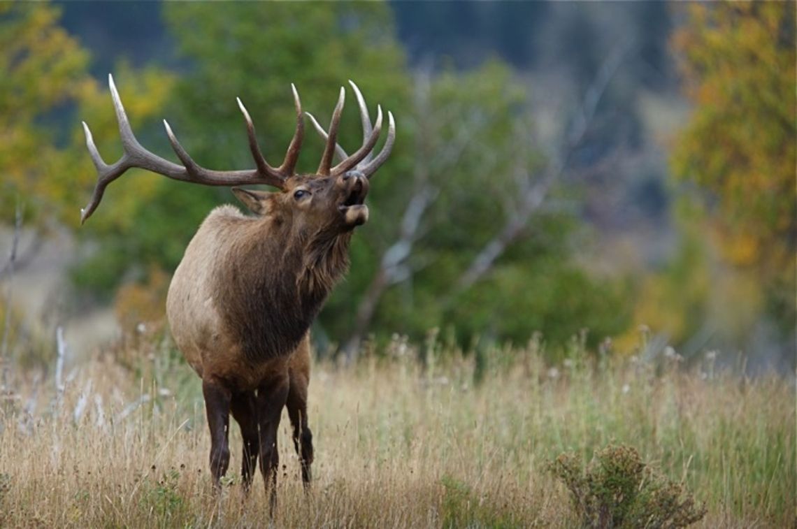 Elk in Rocky Mountain National Park Cervus elaphus; Bull Elk bugling, Rocky Mountain National Park, Colorado Cervus canadensis,Elk