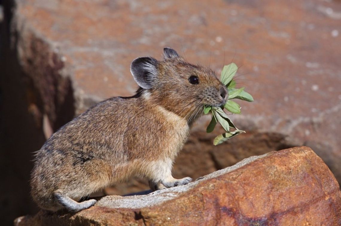 American Pika eating Ochotona princeps, American Pika, on red rocks with a mouth full of vegetation American pika,Ochotona princeps,lagomorph