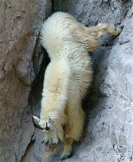 Mountain Goat descending Oreamnos americanus; Mountain Goat in a dramatic position as he balances on a near-vertical cliff Mountain Goat (also known as tahr),Oreamnos americanus