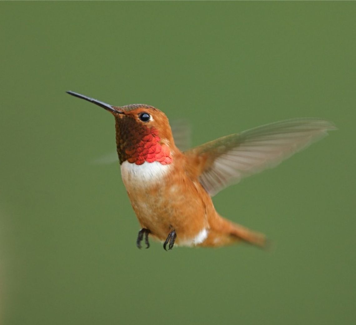 Rufous Hummingbird in flight Selasphorus rufus; Rufous Hummingbird in flight  Rufous Hummingbird,Selasphorus rufus