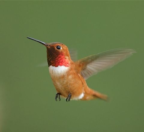 Rufous Hummingbird in flight Selasphorus rufus; Rufous Hummingbird in flight  Rufous Hummingbird,Selasphorus rufus