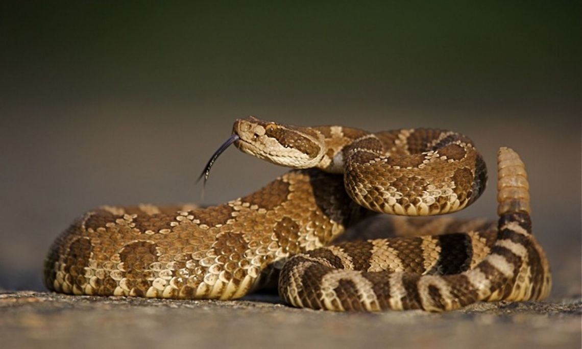 Western Diamondback Rattlesnake with erect rattle Crotalus oreganus; Western Diamondback Rattlesnake coiled up with rattle erect and forked tongue extended Crotalus atrox