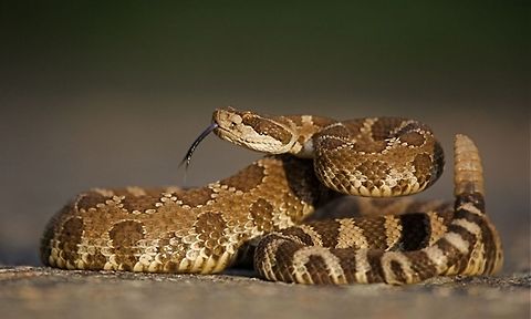 Western diamondback rattlesnake