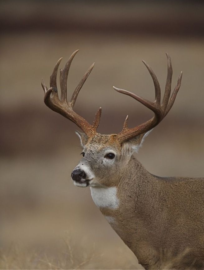 White-tailed Deer with trophy antlers Odocoileus virginianus; White-tailed Deer, portrait of a buck with trophy antlers Odocoileus virginianus,White-tailed Deer
