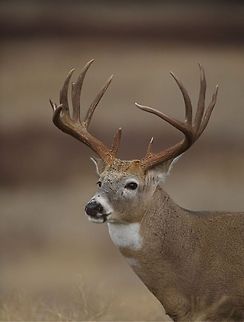 White-tailed Deer with trophy antlers Odocoileus virginianus; White-tailed Deer, portrait of a buck with trophy antlers Odocoileus virginianus,White-tailed Deer
