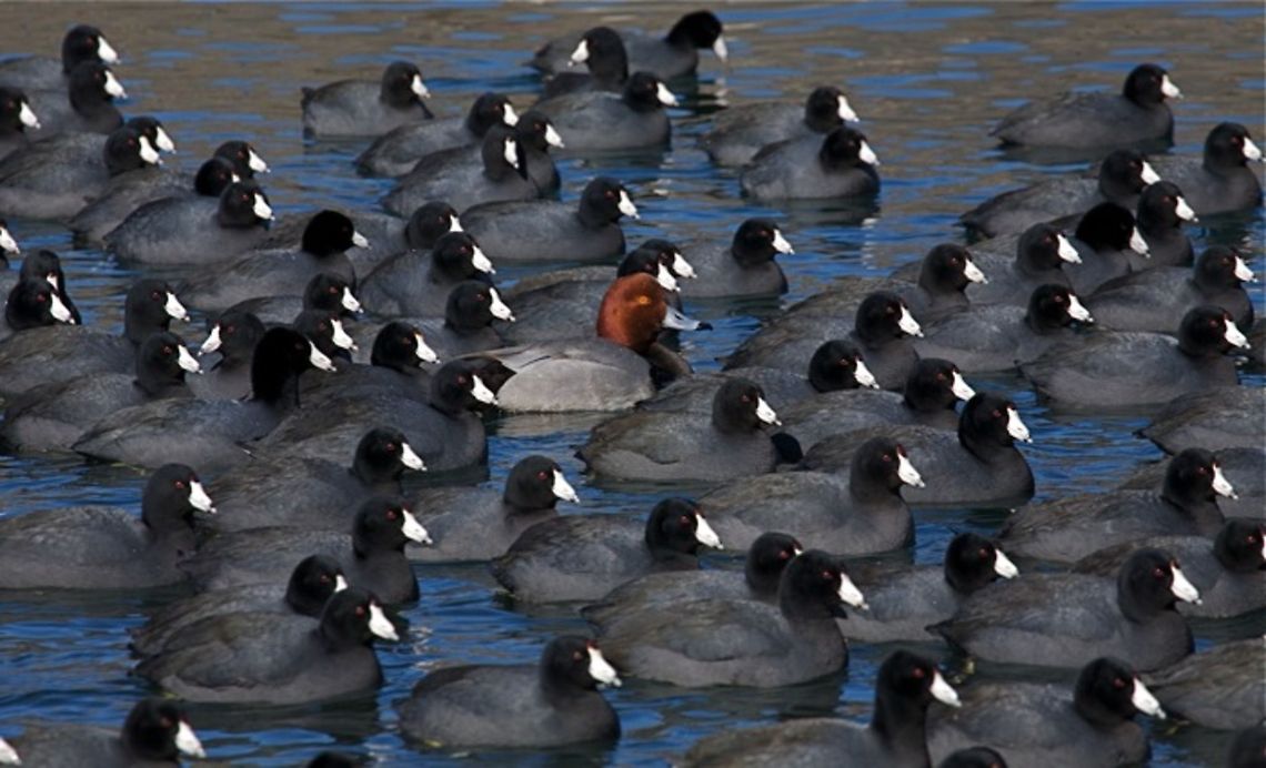 Lone Redhead Duck amidst a large flock of American Coot Aythya americana; a lone Redhead Duck amidst a large flock of American Coot, Fulica americana American Coot,Aythya americana,Fulica americana,Redhead