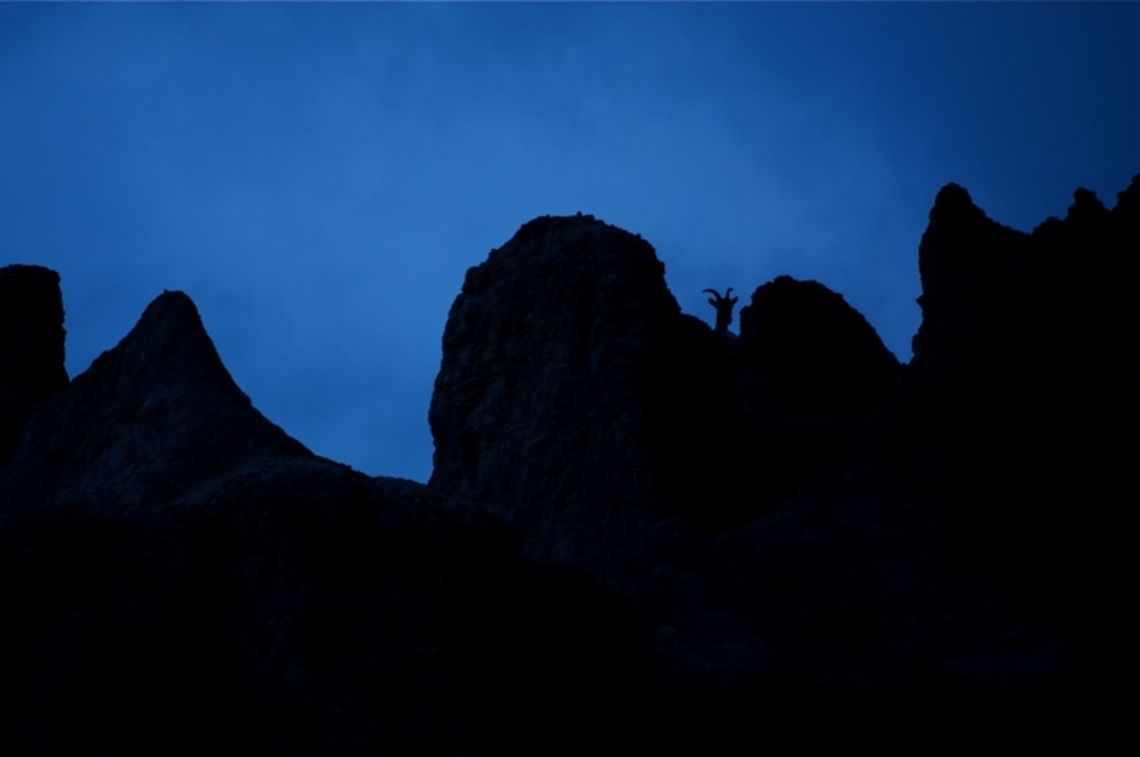 Silhouette of Bighorn sheep Ovis canadensis; Rocky Mountain Bighorn Sheep<br />
Silhouette image of a ewe peering down from the rocky peaks; Badlands National Park, South Dakota Bighorn sheep,Ovis canadensis
