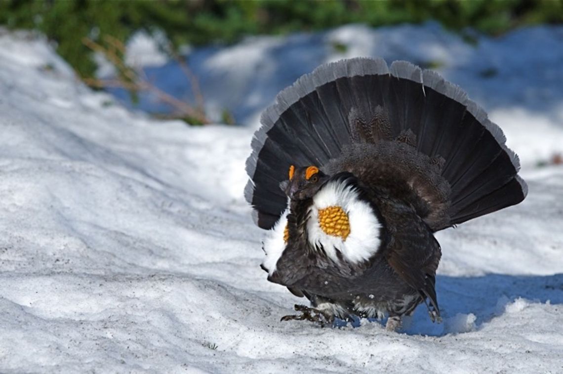 Sooty Grouse in snow Dendragapus fuliginosus; Sooty Grouse strutting through the snow, Mount Rainier National Park.  The Sooty Grouse is a variety of Blue Grouse. Dendragapus fuliginosus,Sooty Grouse