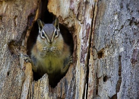 Least Chipmunk perched in a hole in a Ponderosa Pine tree Neotamias minimus; Least Chipmunk perched in a hole in a Ponderosa Pine tree. Least chipmunk,Neotamias minimus