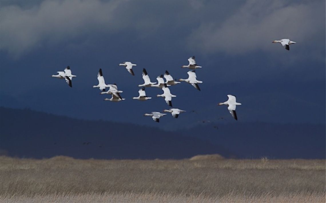 Flock of Ross's Geese in flight Chen rossii ; flock of Ross&#039;s Geese in flight formation against a dark, stromy sky Chen rossii,Rosss Goose