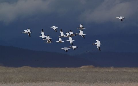 Ross's Goose