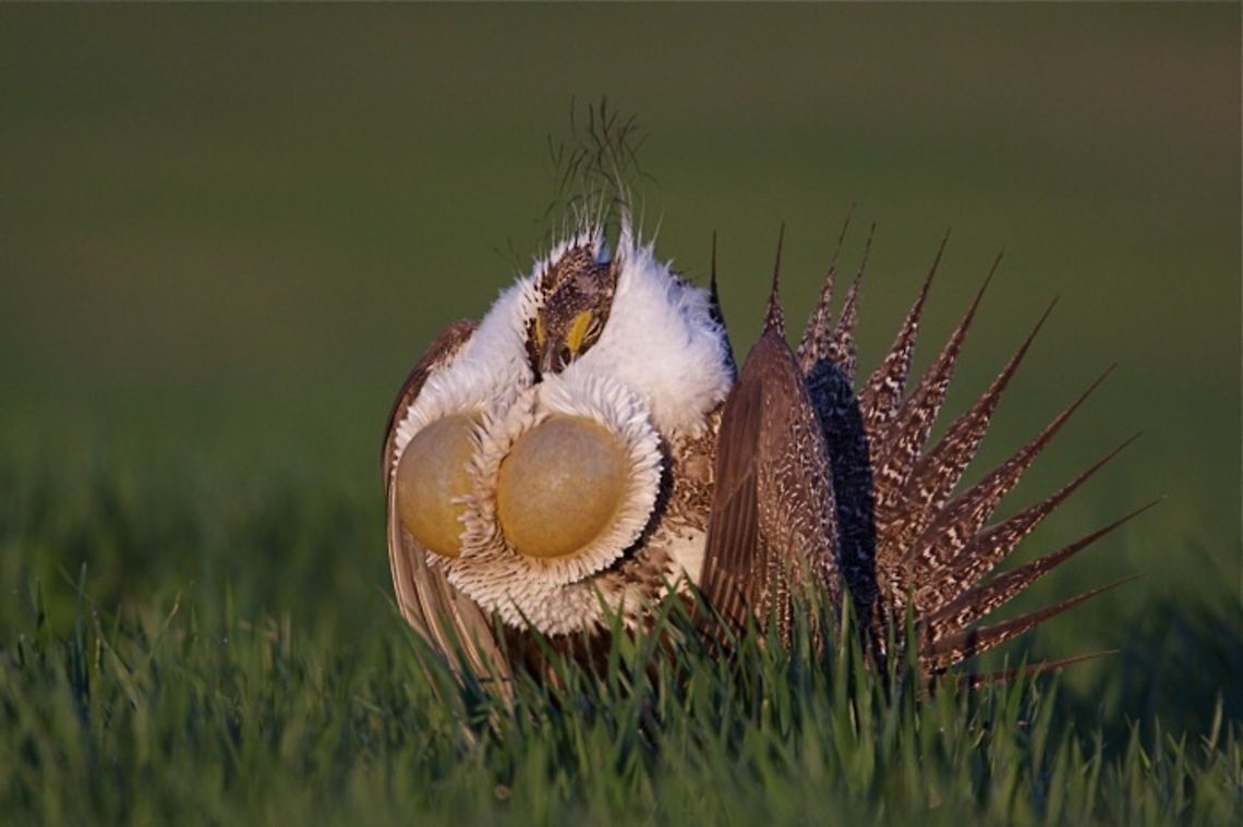 Greater Sage Grouse dancing on a lek Centrocercus urophasianus, Greater Sage Grouse dancing on a lek (breeding ground)   Centrocercus urophasianus,Greater Sage Grouse,Sage Grouse,Washington,birds,chest sack,filoplumes,grouse,lek,male,mating display,sage,sagebrush,threatened species