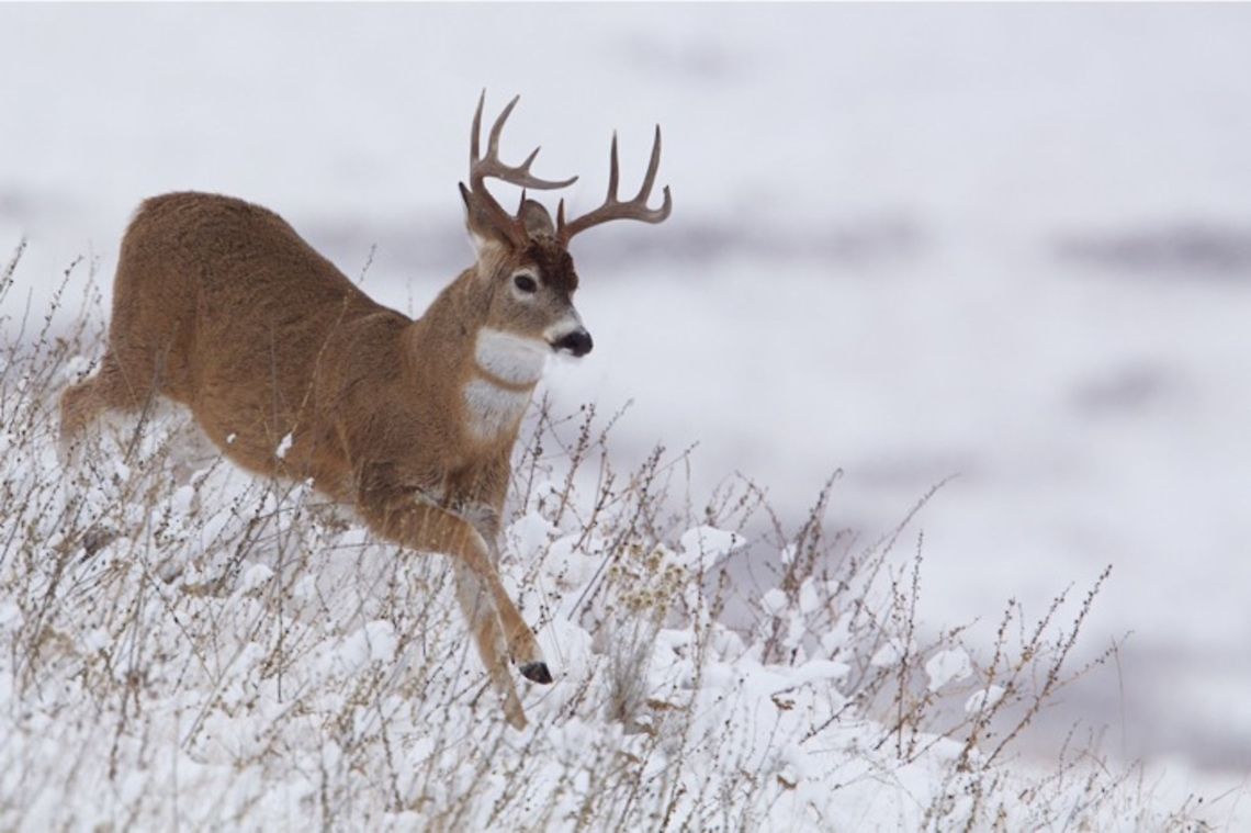 White-tailed Deer buck running in winter snow Odocoileus virginianus; White-tailed Deer buck running in winter snow Odocoileus virginianus,White-tailed Deer