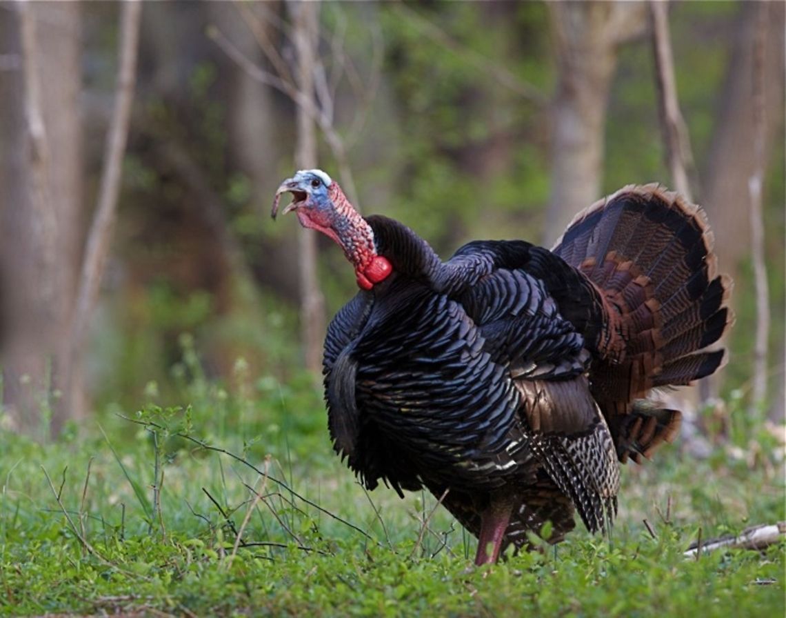 Male Eastern Wild Turkey gobbling Meleagris gallopavo; male Eastern Wild Turkey gobbling during spring mating season Meleagris gallopavo,Wild Turkey