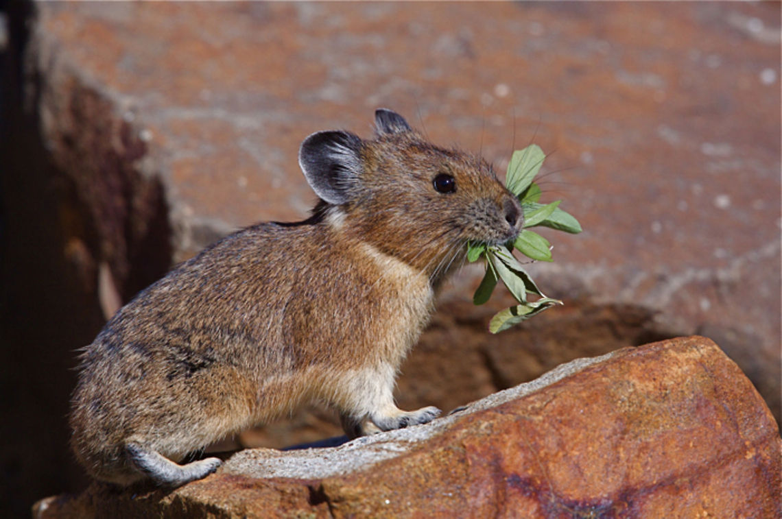 Pika; sample image for comparison I edited this image to see if it views better than the version I uploaded previously.  I added sharpening, boosted saturation, and bumped up the levels.<br />
Please comment if you see a noticeable difference between the two files (best viewed side by side, simultaneously, with two windows open) American pika,Ochotona princeps