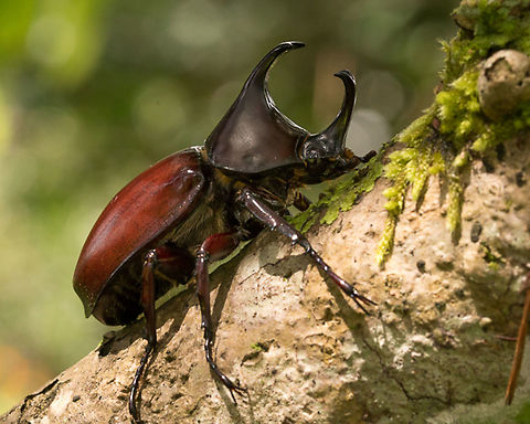 Rhinoceros Beetle  Dynastinae,Geotagged,Papua New Guinea,Xylotrupes australicus,rhinocerous beetle
