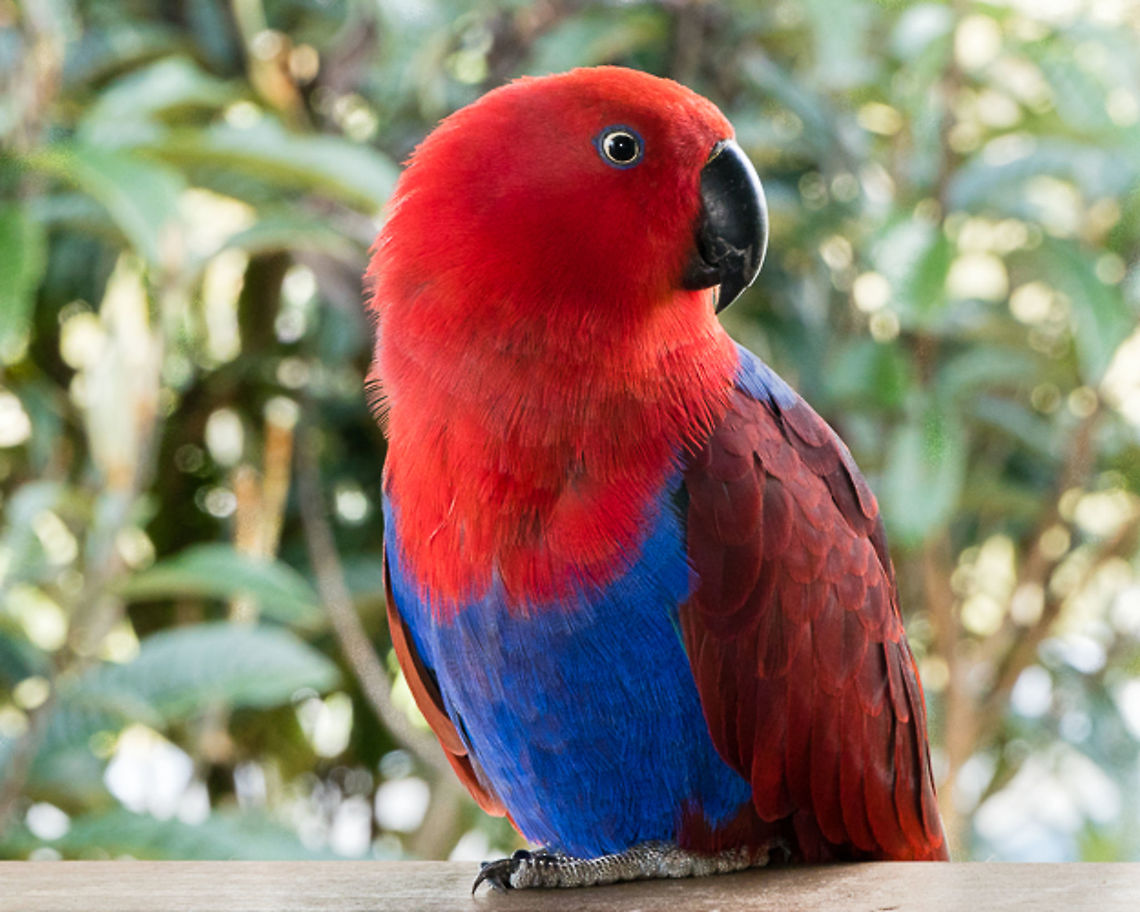 Female red-sided eclectus parrot  Eclectus Parrot,Eclectus roratus,Geotagged,Papua New Guinea