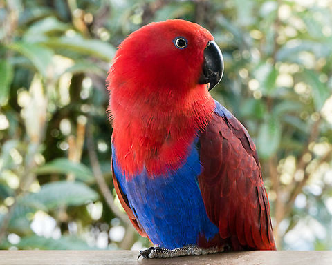 Moluccan Eclectus