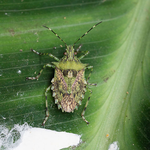 Shield Bug  Geotagged,Papua New Guinea,Shield Bug